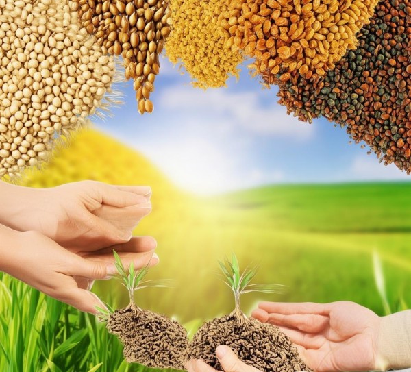 五谷杂粮，农业科普中的自然馈赠与智慧传承